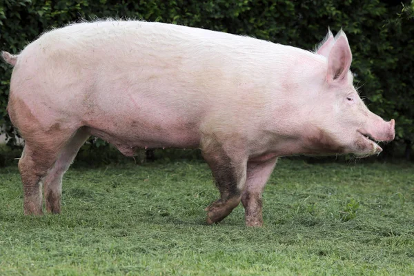 Foto de vista lateral de uma porca de porco doméstica jovem na fazenda animal hora de verão — Fotografia de Stock