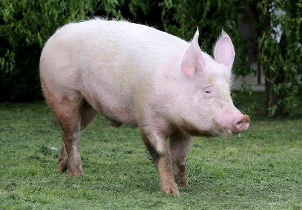 Вид сбоку фото розового цвета молодой свиноматки на лугу — стоковое фото