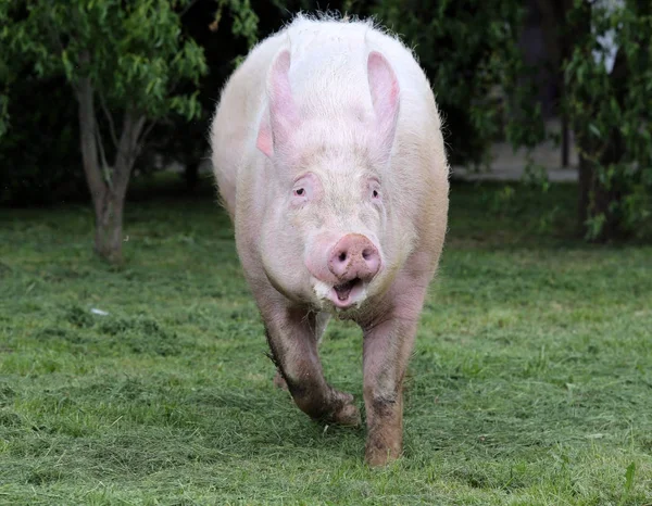 Çayır üzerinde pembe renkli genç dişi domuz fotoğrafı Önden Görünüm — Stok fotoğraf