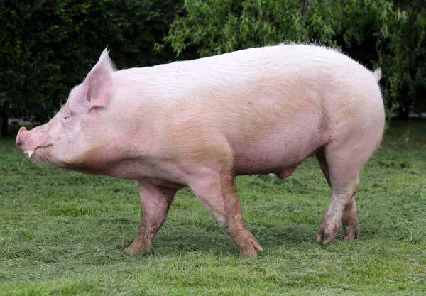 Puissant cochon domestique féminin est arrivé à la prairie — Photo