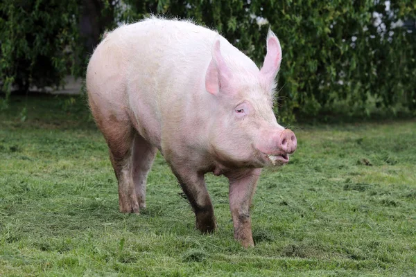 美丽的年轻雌性母猪在夏季牧场上奔跑 — 图库照片