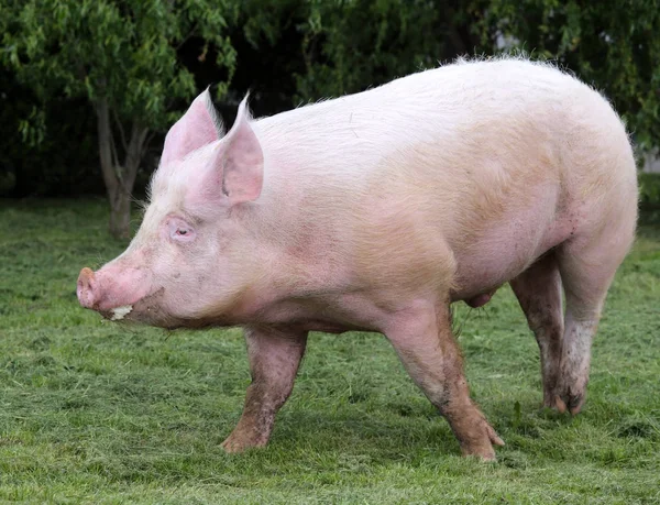 Pembe Tüylü domuz mera üzerinde çalışır — Stok fotoğraf