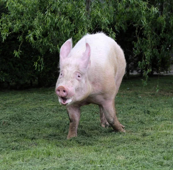 Rosa cerdo peludo corre en el pasto — Foto de Stock