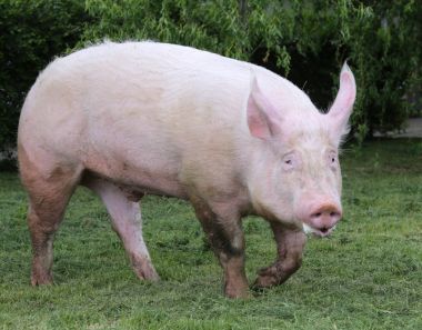 Yan görünümü fotoğrafı aile içi domuz dişi domuz