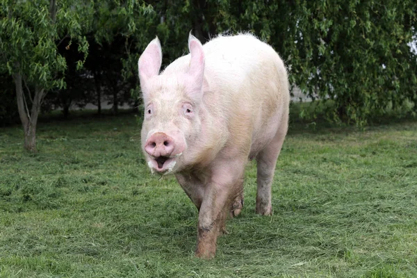 Tête gros plan d'une belle jeune truie de porc contre nat vert — Photo