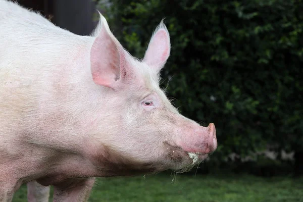Portrait extrême de la tête d'une truie porcine domestique en été — Photo