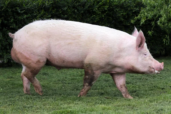 Bella giovane scrofa al pascolo sul pascolo estivo — Foto Stock