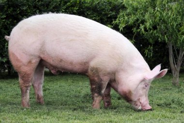 Yerli pembe renkli ekmek sıyrık mera üzerinde