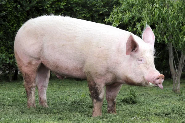 Смешной экстремальный крупный план могучей свиноматки — стоковое фото