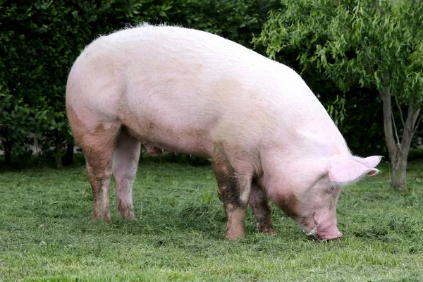 Foto vista laterale di una giovane scrofa suina terreni agricoli — Foto Stock