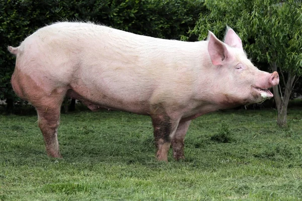 Foto de vista lateral de uma porca de porco doméstica jovem na fazenda animal hora de verão — Fotografia de Stock