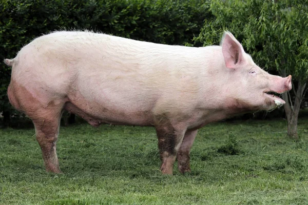 Vue latérale d'une jeune truie porcine domestique à la ferme animalière été — Photo