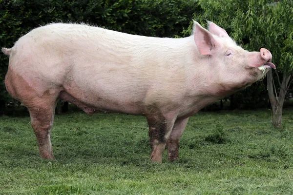 Binnenlandse roze gekleurde zeug grazen op de weide — Stockfoto