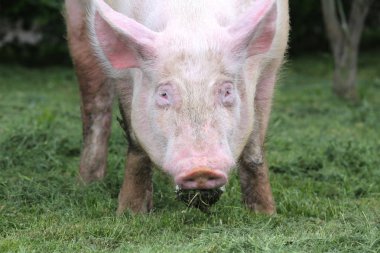 Bir güçlü domuz domuz kafası önden görünümü