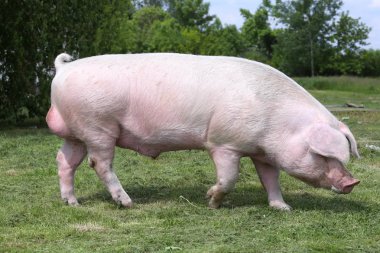 Yerli pembe renkli ekmek sıyrık mera üzerinde