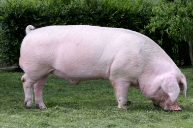 Yan görünümü fotoğraf genç aile içi domuz domuz üzerinde hayvan çiftliği yaz saati