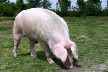 Güzel genç kadın domuz mera yaz üzerinde güneşlenme