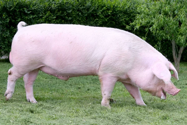 強大な豚雌豚牧場夏屋外で放牧 — ストック写真