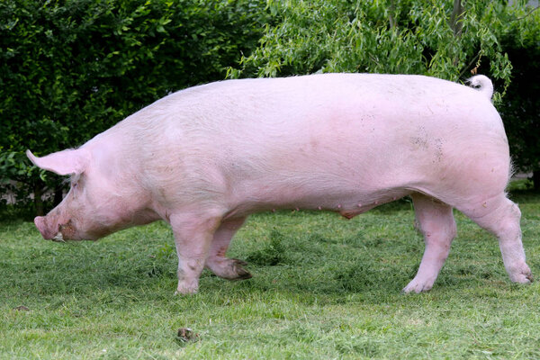 Вид сбоку фото молодой домашней свиньи на животноводческой ферме летом
