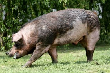 Duroc erkek domuz sıyrık organik biyo çiftlik ev üzerinde