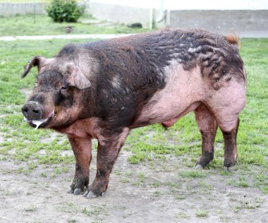 Mera üzerinde erkek domuz kafa vurdu 