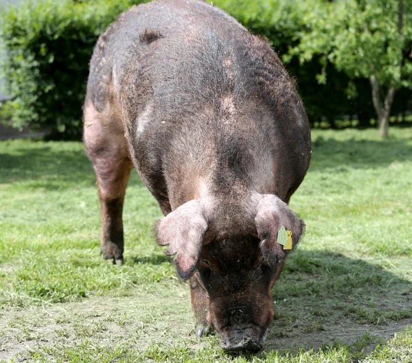 デュロック雄豚放牧農家有機バイオ — ストック写真