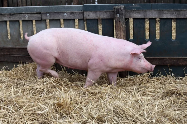 Yan görünümü bir pembe renkli domuz domuz portresi — Stok fotoğraf