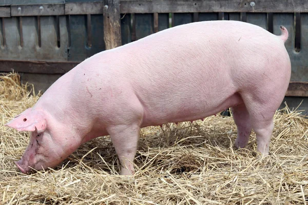 Aile içi domuz damızlık hayvan çiftliği, pembe renkli — Stok fotoğraf
