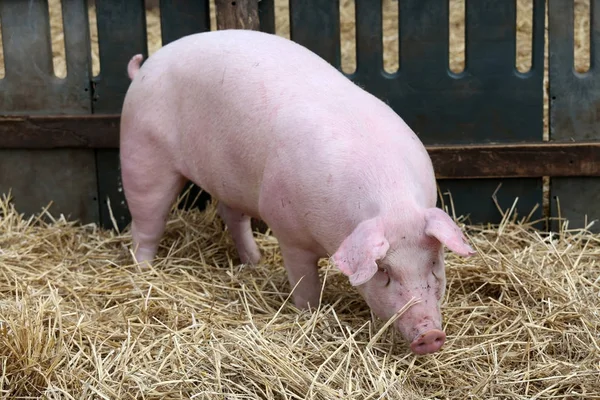 Bir domuz domuz domuz ağılına içinde yakın çekim — Stok fotoğraf