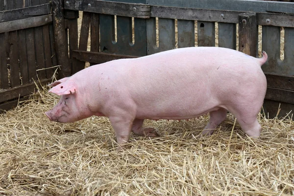 Joven doméstico tranquilo cerdo feliz corre a través de la pocilga —  Fotos de Stock