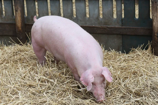 Hermosa cerda de cerdo joven de pie sobre heno fresco en bio granja rural —  Fotos de Stock