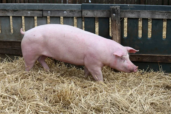 Bella giovane scrofa di maiale in piedi sul fieno fresco in fattoria bio rurale — Foto Stock