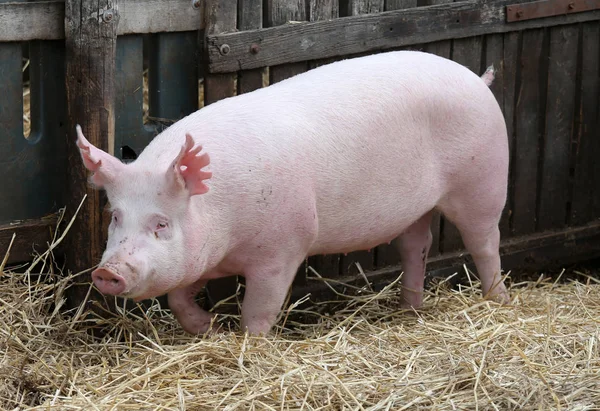 Primo piano estremo di una scrofa di maiale in fattoria animale rurale — Foto Stock