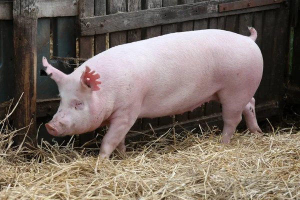 Молодая свинья сеет сено и солому на свиноводческой ферме. — стоковое фото