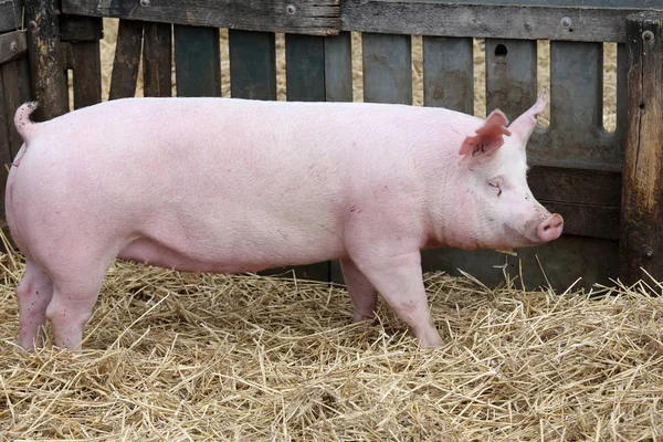 Crianza de cerdos domésticos de color rosa en granja de animales —  Fotos de Stock