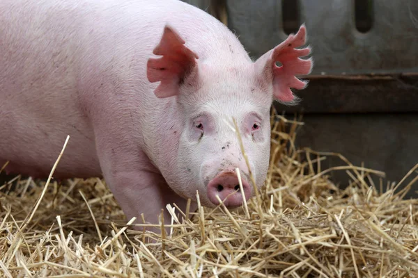 Cerdo siembra posando para cámara en granja rural de animales verano —  Fotos de Stock