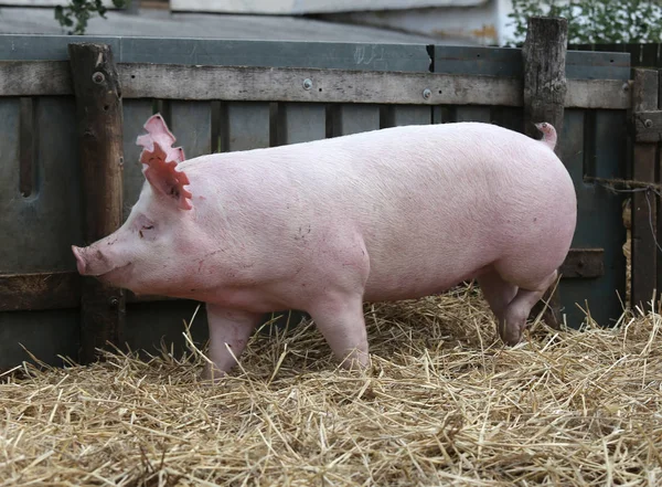 Yan görünümü bir pembe renkli domuz domuz portresi — Stok fotoğraf