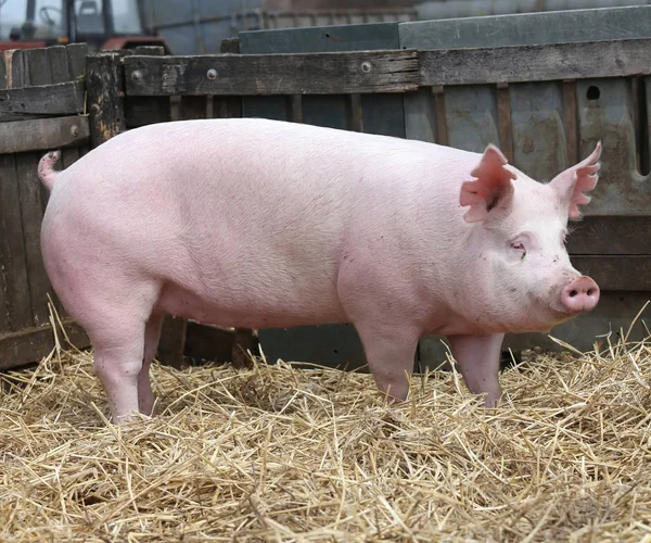 Cerdo joven doméstico cría de cerdas en granja de animales rurales —  Fotos de Stock