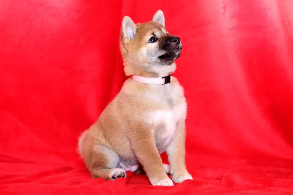 Pura raza shiba inu cachorro sentado en foto atelier —  Fotos de Stock