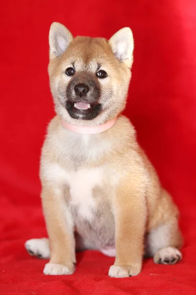 Safkan akita Inu köpek yavrusu Fotoğraf Atölyesi içinde oturan — Stok fotoğraf