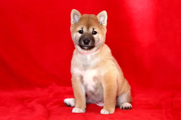 Primer plano de un perro de raza pura Shiba Inu sobre fondo rojo — Foto de Stock