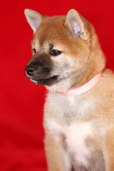 Akita inu japonais canine posant pour les caméras — Photo