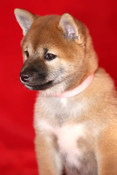Крупный план щенка Шиба Ину чистокровной собаки на красном фоне — стоковое фото
