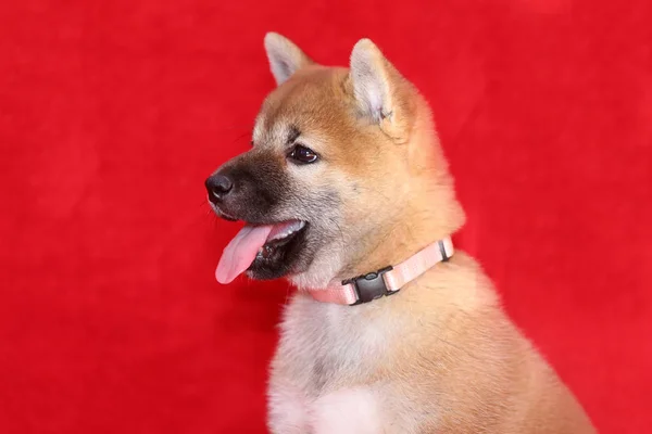 Shiba inu japonské psí pózuje pro kamery — Stock fotografie