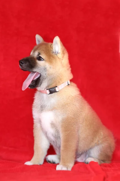 스튜디오에서 빨간색 배경에 6 주 오래 된 아키타 inu 강아지 — 스톡 사진