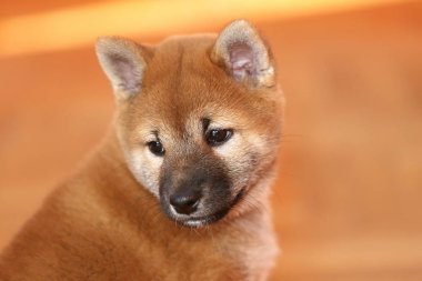 Akita köpeği poz, fotoğraf stüdyosu