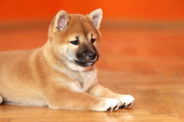 Birkaç hafta yaşlı köpek yavrusu fotoğraf stüdyosu döşeme