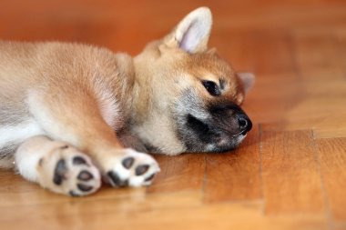 Birkaç hafta yaşlı köpek yavrusu portresi