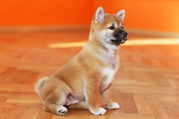 秋田犬日本犬カメラのためにポーズ — ストック写真