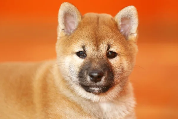 Retrato de un cachorro de pocas semanas de edad —  Fotos de Stock